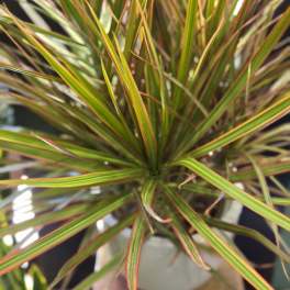 Medium Dracaena Colorama