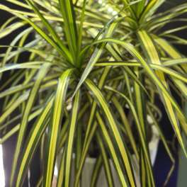 Dracaena Kiwi