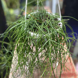 Mistletoe Catcus