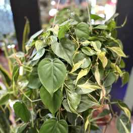 Philodendron Silver Stripe
