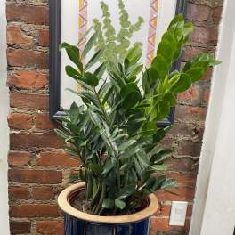 Large Potted ZZ Plant