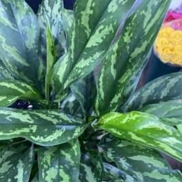 Chinese Evergreen