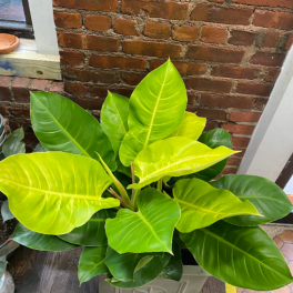 Philodendron Moonlight