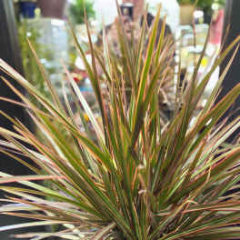 Large Dracaena Colorama