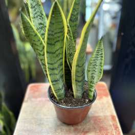 Snake Plant (Medium)