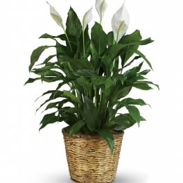 Simply Elegant Spathiphyllum - Large