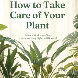 August 5th How to take care of your plant workshop