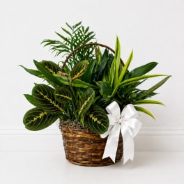 Classic Basket Dish Gardens