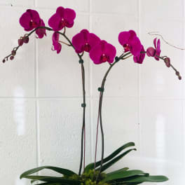 Magenta orchid arrangement in a dark bowl planter
