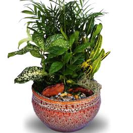 Dish garden ceramic planter SM (DL)