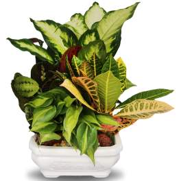 Dish garden ceramic planter SM1 (DL)