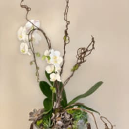 White orchid arrangement with twisted branches in a container