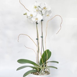 White orchid plant in a white pot with tall curved stems