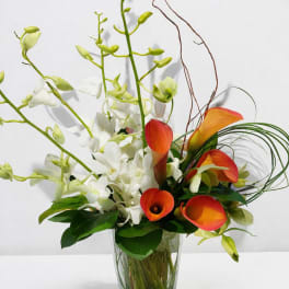Sunset Orchid calla Elegance