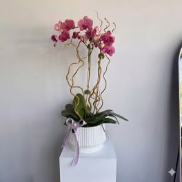 Multicolor Orchids Set