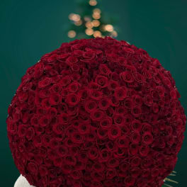 Large round bouquet of red roses held by a person