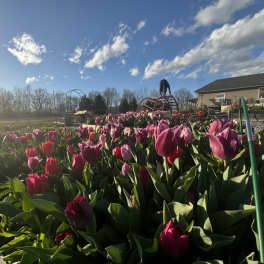 Rows of pink and red tulips growing in an outdoor garden bed