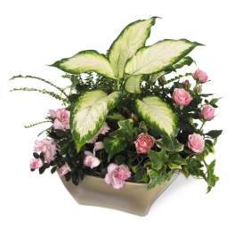 Pink roses and carnations arranged in a low beige container with large variegated leaves