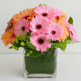 Pink and orange gerbera daisies arranged in a clear square vase