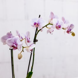 Potted orchid plant with pale pink blooms