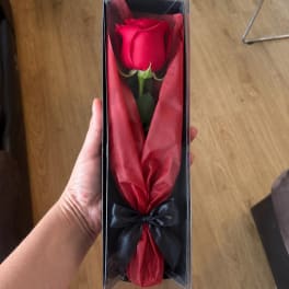 Single red rose in a clear gift box with red tissue and a black ribbon
