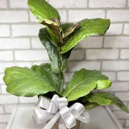 Potted green fiddle leaf fig plant with a white ribbon bow