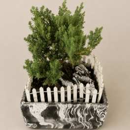 Custom Designed Bonsai Tree