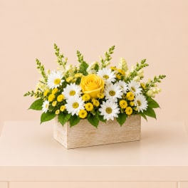 Golden Daisy Garden Box