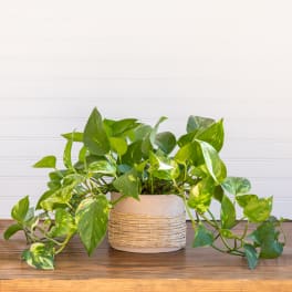 Potted pothos plant in a woven basket-style cover