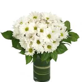Dazzling Daisy Poms Flower Arrangement