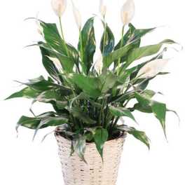 Blooming Peace Lily House Plant