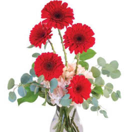 Crimson Gerberas Floral Design