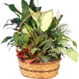 Plentiful Plant Basket Dish Garden