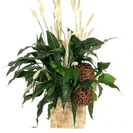 Peace That Passeth House Plants
