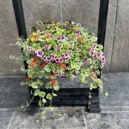 Hanging basket of mixed flowering plants with purple and orange blooms