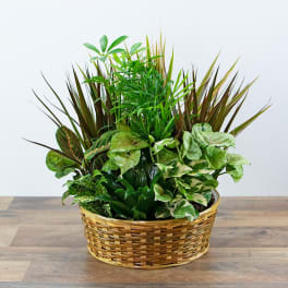 Basket of assorted green houseplants in a woven planter