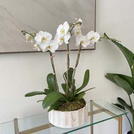 White orchid plant in a round white pot on a glass table