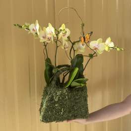 Orchid arrangement in a moss-covered container with a butterfly accent