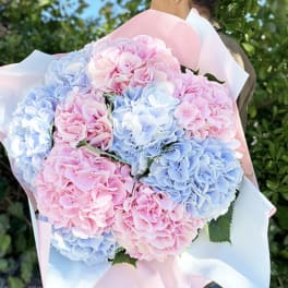 Bouquet of pink and blue hydrangeas wrapped in pastel paper