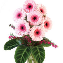 Lucky Seven Gerberas Floral Design