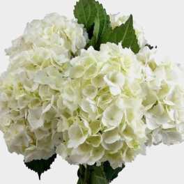 Cluster of white hydrangea blooms with a few green leaves