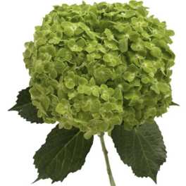 Green hydrangea bloom with dark leaves on a white background