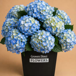 Blue hydrangea bouquet in a black container