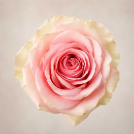 Close-up of a pale pink and cream rose bloom