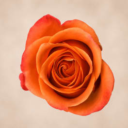 Single orange rose bloom on a plain background