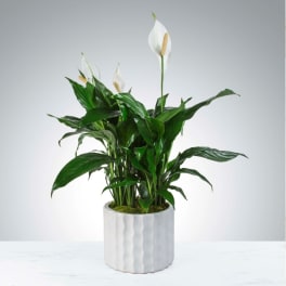 Potted peace lily plant with white blooms in a white ceramic pot