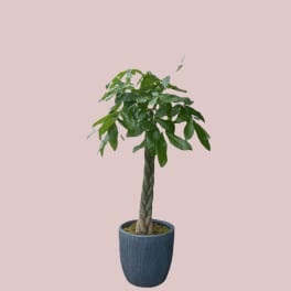 Money Tree 14 inch pot