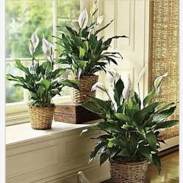 Beloved Peace Lily