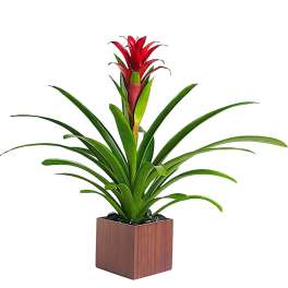 Potted plant with long green leaves and a red flower spike