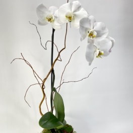White orchid plant in a round ceramic pot with decorative branches